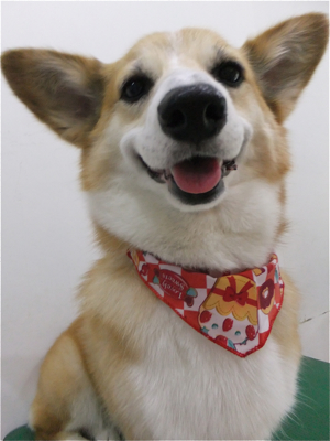 コーギートリミング文京区フントヒュッテビションフリーゼ東京ノーフォークテリアブリーダー子犬情報コーギーサマーカットhundehutteマリメッコキャリーバッグ犬1.jpg