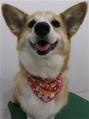 コーギートリミング文京区フントヒュッテビションフリーゼ東京ノーフォークテリアブリーダー子犬情報コーギーサマーカットhundehutteマリメッコキャリーバッグ犬2.jpg