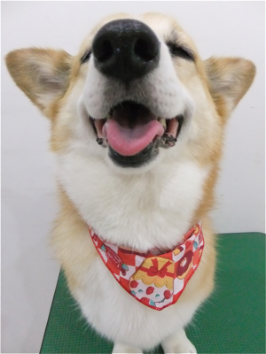 コーギートリミング文京区フントヒュッテビションフリーゼ東京ノーフォークテリアブリーダー子犬情報コーギーサマーカットhundehutteマリメッコキャリーバッグ犬3.jpg