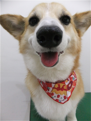 コーギートリミング文京区フントヒュッテビションフリーゼ東京ノーフォークテリアブリーダー子犬情報コーギーサマーカットhundehutteマリメッコキャリーバッグ犬4.jpg