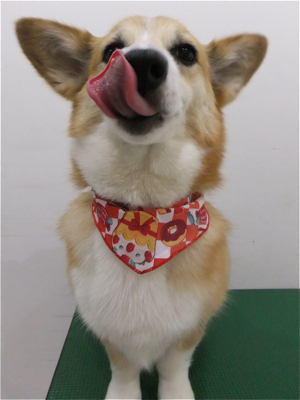 コーギートリミング文京区フントヒュッテビションフリーゼ東京ノーフォークテリアブリーダー子犬情報コーギーサマーカットhundehutteマリメッコキャリーバッグ犬5.jpg