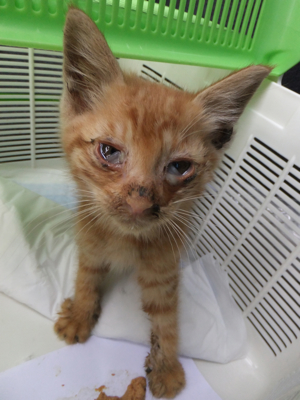 保護猫里親募集里親さん募集中野良猫迷子猫保護猫掲示板いつでも里親募集中東京フントヒュッテ文京区トリミングビションカットhundehutteノミダニ駆除予防フロントライン1.jpg