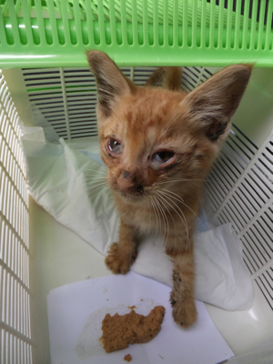 保護猫里親募集里親さん募集中野良猫迷子猫保護猫掲示板いつでも里親募集中東京フントヒュッテ文京区トリミングビションカットhundehutteノミダニ駆除予防フロントライン2.jpg