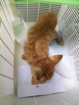 保護猫里親募集里親さん募集中野良猫迷子猫保護猫掲示板いつでも里親募集中東京フントヒュッテ文京区トリミングビションカットhundehutteノミダニ駆除予防フロントライン3.jpg