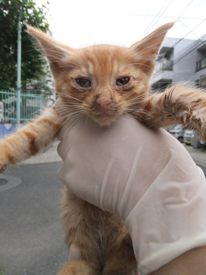 保護猫里親募集里親さん募集中野良猫迷子猫保護猫掲示板いつでも里親募集中東京フントヒュッテ文京区トリミングビションカットhundehutteノミダニ駆除予防フロントライン4.jpg