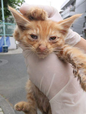 保護猫里親募集里親さん募集中野良猫迷子猫保護猫掲示板いつでも里親募集中東京フントヒュッテ文京区トリミングビションカットhundehutteノミダニ駆除予防フロントライン5.jpg