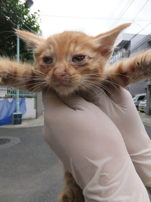 保護猫里親募集里親さん募集中野良猫迷子猫保護猫掲示板いつでも里親募集中東京フントヒュッテ文京区トリミングビションカットhundehutteノミダニ駆除予防フロントライン6.jpg
