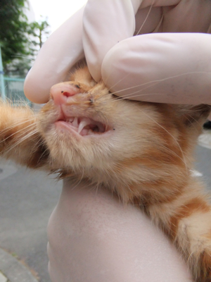 保護猫里親募集里親さん募集中野良猫迷子猫保護猫掲示板いつでも里親募集中東京フントヒュッテ文京区トリミングビションカットhundehutteノミダニ駆除予防フロントライン7.jpg