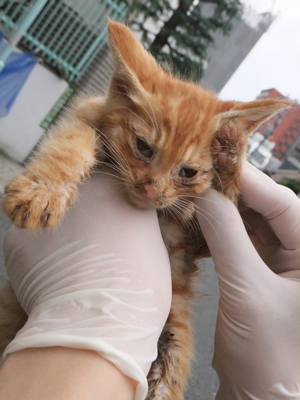 保護猫里親募集里親さん募集中野良猫迷子猫保護猫掲示板いつでも里親募集中東京フントヒュッテ文京区トリミングビションカットhundehutteノミダニ駆除予防フロントライン9.jpg