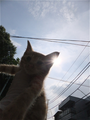 保護猫里親募集里親さん募集中野良猫迷子猫保護猫掲示板いつでも里親募集中東京フントヒュッテ文京区トリミングビションカットhundehutteノミダニ駆除予防フロントライン10.jpg