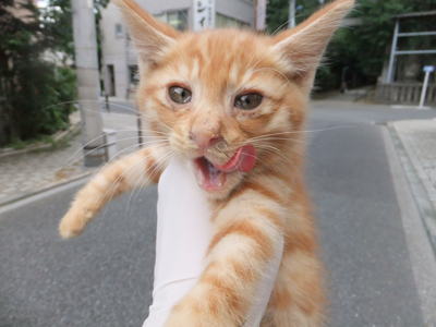 保護猫里親募集里親さん募集中野良猫迷子猫保護猫掲示板いつでも里親募集中東京フントヒュッテ文京区トリミングビションカットhundehutteノミダニ駆除予防フロントライン19.jpg