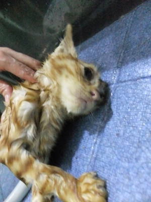 保護猫里親募集里親さん募集中野良猫迷子猫保護猫掲示板いつでも里親募集中東京フントヒュッテ文京区トリミングビションカットhundehutte猫シャンプー猫トリミング1.jpg