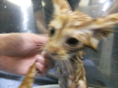 保護猫里親募集里親さん募集中野良猫迷子猫保護猫掲示板いつでも里親募集中東京フントヒュッテ文京区トリミングビションカットhundehutte猫シャンプー猫トリミング3.jpg