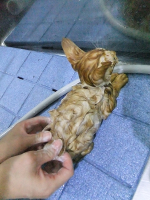 保護猫里親募集里親さん募集中野良猫迷子猫保護猫掲示板いつでも里親募集中東京フントヒュッテ文京区トリミングビションカットhundehutte猫シャンプー猫トリミング4.jpg
