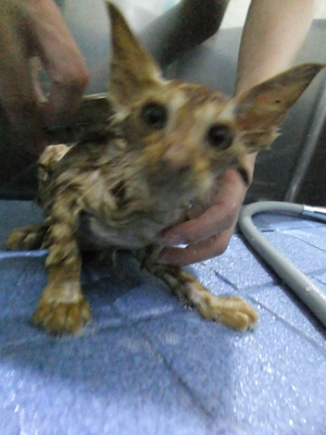 保護猫里親募集里親さん募集中野良猫迷子猫保護猫掲示板いつでも里親募集中東京フントヒュッテ文京区トリミングビションカットhundehutte猫シャンプー猫トリミング5.jpg