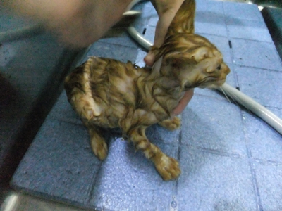 保護猫里親募集里親さん募集中野良猫迷子猫保護猫掲示板いつでも里親募集中東京フントヒュッテ文京区トリミングビションカットhundehutte猫シャンプー猫トリミング6.jpg