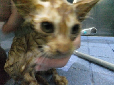 保護猫里親募集里親さん募集中野良猫迷子猫保護猫掲示板いつでも里親募集中東京フントヒュッテ文京区トリミングビションカットhundehutte猫シャンプー猫トリミング8.jpg