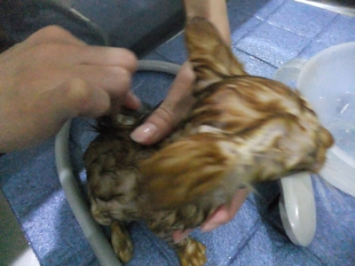 保護猫里親募集里親さん募集中野良猫迷子猫保護猫掲示板いつでも里親募集中東京フントヒュッテ文京区トリミングビションカットhundehutte猫シャンプー猫トリミング9.jpg