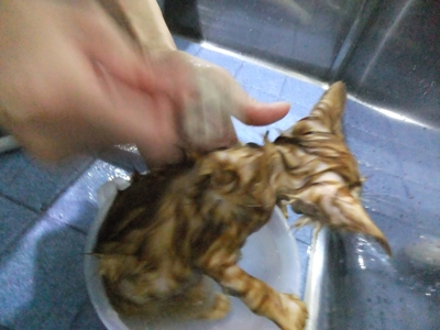 保護猫里親募集里親さん募集中野良猫迷子猫保護猫掲示板いつでも里親募集中東京フントヒュッテ文京区トリミングビションカットhundehutte猫シャンプー猫トリミング10.jpg