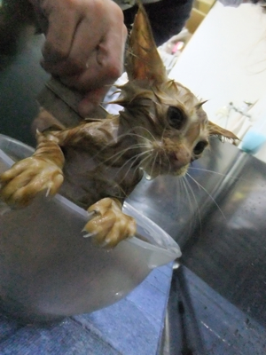 保護猫里親募集里親さん募集中野良猫迷子猫保護猫掲示板いつでも里親募集中東京フントヒュッテ文京区トリミングビションカットhundehutte猫シャンプー猫トリミング11.jpg