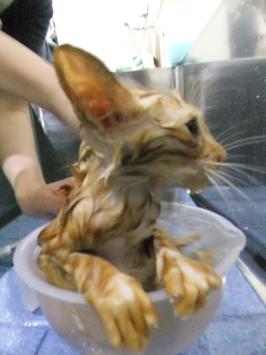 保護猫里親募集里親さん募集中野良猫迷子猫保護猫掲示板いつでも里親募集中東京フントヒュッテ文京区トリミングビションカットhundehutte猫シャンプー猫トリミング12.jpg