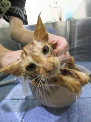 保護猫里親募集里親さん募集中野良猫迷子猫保護猫掲示板いつでも里親募集中東京フントヒュッテ文京区トリミングビションカットhundehutte猫シャンプー猫トリミング14.jpg