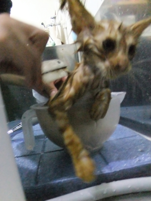 保護猫里親募集里親さん募集中野良猫迷子猫保護猫掲示板いつでも里親募集中東京フントヒュッテ文京区トリミングビションカットhundehutte猫シャンプー猫トリミング15.jpg