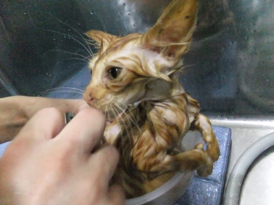 保護猫里親募集里親さん募集中野良猫迷子猫保護猫掲示板いつでも里親募集中東京フントヒュッテ文京区トリミングビションカットhundehutte猫シャンプー猫トリミング16.jpg