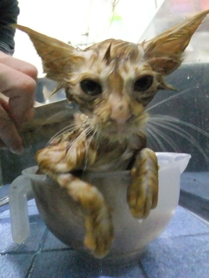 保護猫里親募集里親さん募集中野良猫迷子猫保護猫掲示板いつでも里親募集中東京フントヒュッテ文京区トリミングビションカットhundehutte猫シャンプー猫トリミング17.jpg