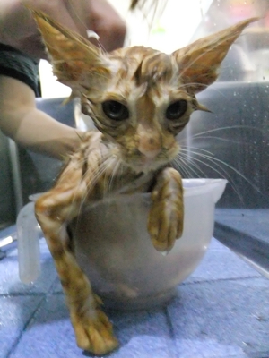 保護猫里親募集里親さん募集中野良猫迷子猫保護猫掲示板いつでも里親募集中東京フントヒュッテ文京区トリミングビションカットhundehutte猫シャンプー猫トリミング18.jpg