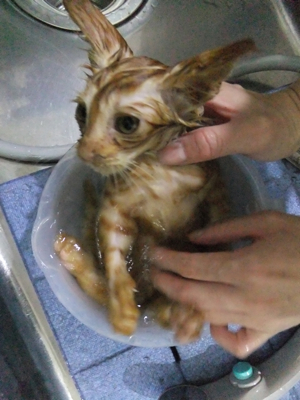 保護猫里親募集里親さん募集中野良猫迷子猫保護猫掲示板いつでも里親募集中東京フントヒュッテ文京区トリミングビションカットhundehutte猫シャンプー猫トリミング21.jpg