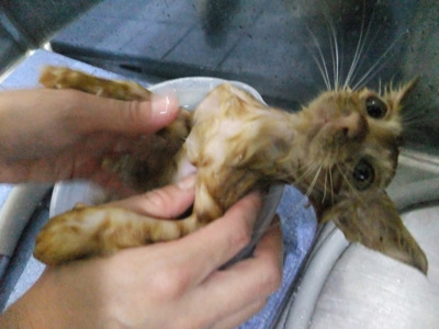保護猫里親募集里親さん募集中野良猫迷子猫保護猫掲示板いつでも里親募集中東京フントヒュッテ文京区トリミングビションカットhundehutte猫シャンプー猫トリミング22.jpg