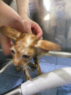 保護猫里親募集里親さん募集中野良猫迷子猫保護猫掲示板いつでも里親募集中東京フントヒュッテ文京区トリミングビションカットhundehutte猫シャンプー猫トリミング24.jpg