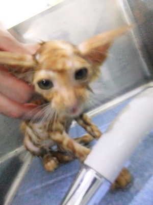 保護猫里親募集里親さん募集中野良猫迷子猫保護猫掲示板いつでも里親募集中東京フントヒュッテ文京区トリミングビションカットhundehutte猫シャンプー猫トリミング25.jpg