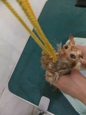 保護猫里親募集里親さん募集中野良猫迷子猫保護猫掲示板いつでも里親募集中東京フントヒュッテ文京区トリミングビションカットhundehutte猫シャンプー猫トリミング26.jpg