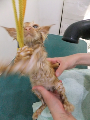 保護猫里親募集里親さん募集中野良猫迷子猫保護猫掲示板いつでも里親募集中東京フントヒュッテ文京区トリミングビションカットhundehutte猫シャンプー猫トリミング27.jpg