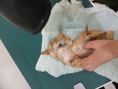 保護猫里親募集里親さん募集中野良猫迷子猫保護猫掲示板いつでも里親募集中東京フントヒュッテ文京区トリミングビションカットhundehutte猫シャンプー猫トリミング29.jpg