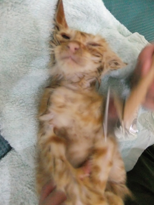 保護猫里親募集里親さん募集中野良猫迷子猫保護猫掲示板いつでも里親募集中東京フントヒュッテ文京区トリミングビションカットhundehutte猫シャンプー猫トリミング32.jpg