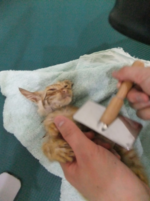保護猫里親募集里親さん募集中野良猫迷子猫保護猫掲示板いつでも里親募集中東京フントヒュッテ文京区トリミングビションカットhundehutte猫シャンプー猫トリミング33.jpg