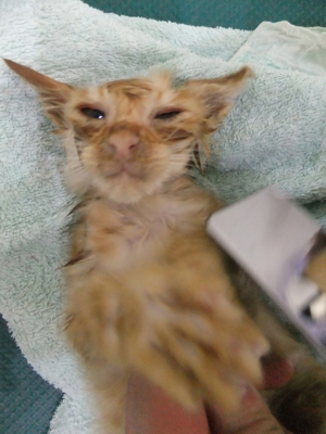 保護猫里親募集里親さん募集中野良猫迷子猫保護猫掲示板いつでも里親募集中東京フントヒュッテ文京区トリミングビションカットhundehutte猫シャンプー猫トリミング34.jpg