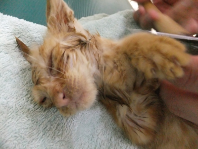 保護猫里親募集里親さん募集中野良猫迷子猫保護猫掲示板いつでも里親募集中東京フントヒュッテ文京区トリミングビションカットhundehutte猫シャンプー猫トリミング35.jpg