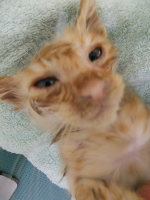 保護猫里親募集里親さん募集中野良猫迷子猫保護猫掲示板いつでも里親募集中東京フントヒュッテ文京区トリミングビションカットhundehutte猫シャンプー猫トリミング36.jpg