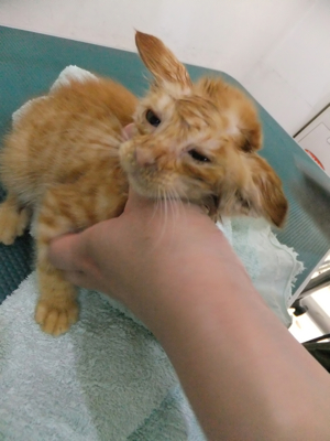 保護猫里親募集里親さん募集中野良猫迷子猫保護猫掲示板いつでも里親募集中東京フントヒュッテ文京区トリミングビションカットhundehutte猫シャンプー猫トリミング38.jpg