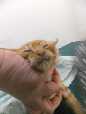 保護猫里親募集里親さん募集中野良猫迷子猫保護猫掲示板いつでも里親募集中東京フントヒュッテ文京区トリミングビションカットhundehutte猫シャンプー猫トリミング40.jpg