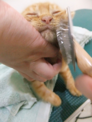 保護猫里親募集里親さん募集中野良猫迷子猫保護猫掲示板いつでも里親募集中東京フントヒュッテ文京区トリミングビションカットhundehutte猫シャンプー猫トリミング42.jpg
