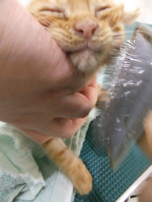 保護猫里親募集里親さん募集中野良猫迷子猫保護猫掲示板いつでも里親募集中東京フントヒュッテ文京区トリミングビションカットhundehutte猫シャンプー猫トリミング43.jpg
