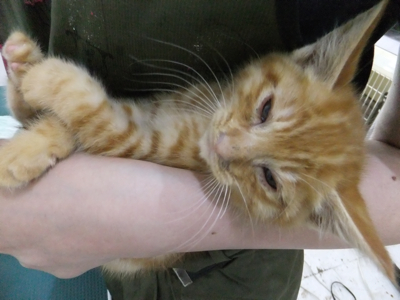 保護猫里親募集里親さん募集中野良猫迷子猫保護猫掲示板いつでも里親募集中東京フントヒュッテ文京区トリミングビションカットhundehutte猫シャンプー猫トリミング46.jpg