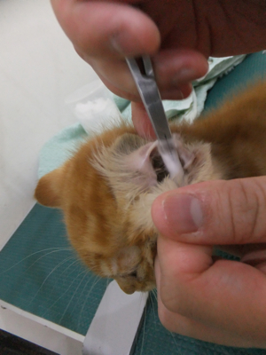 保護猫里親募集里親さん募集中野良猫迷子猫保護猫掲示板いつでも里親募集中東京フントヒュッテ文京区トリミングビションカットhundehutte猫シャンプー猫トリミング47.jpg