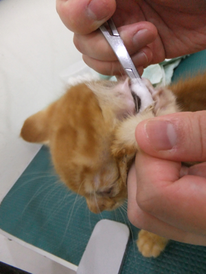 保護猫里親募集里親さん募集中野良猫迷子猫保護猫掲示板いつでも里親募集中東京フントヒュッテ文京区トリミングビションカットhundehutte猫シャンプー猫トリミング48.jpg
