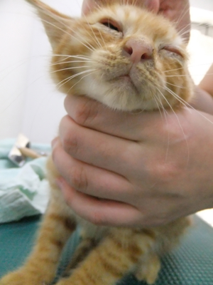 保護猫里親募集里親さん募集中野良猫迷子猫保護猫掲示板いつでも里親募集中東京フントヒュッテ文京区トリミングビションカットhundehutte猫シャンプー猫トリミング49.jpg